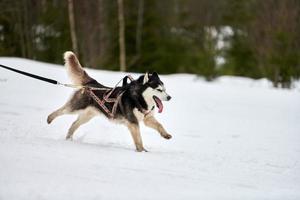 corriendo perro husky en carreras de perros de trineo foto