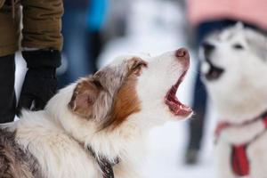 Husky dog howls and barks, funny pet. Funny pet on walking before sled dog training. photo