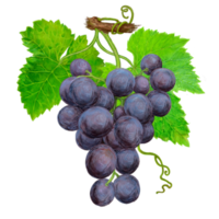 dibujo de un racimo de uvas maduras. para el diseño de etiquetas de vino y la ilustración del menú del restaurante. png