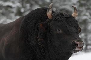 A big black bull in the snow training to fight in the arena. Bullfighting concept. Selective focus photo