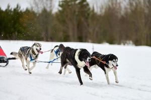 Running Husky dog on sled dog racing photo