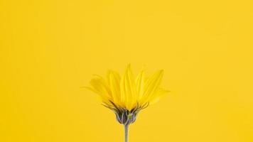 Yellow flower bud of topinambur on yellow background, top copy space, blurred yellow flower photo