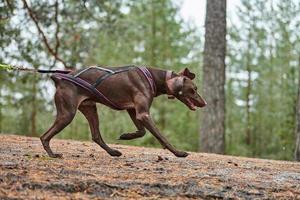 carrera de mushing de trineos tirados por perros a campo traviesa foto