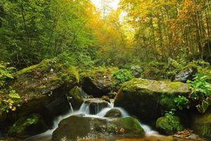 Creek in forest photo