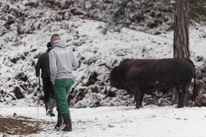 Fighter Bull whispers, A man who training a bull on a snowy winter day in a forest meadow and preparing him for a fight in the arena. Bullfighting concept. photo