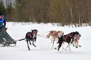 Winter sled dog racing photo