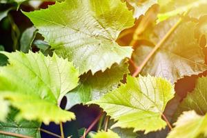 Grape leaves in vineyard. Green vine leaves at sunny september day. Soon autumn harvest of grapes for making wine, jam, juice, jelly, grape seed extract, vinegar, and grape seed oil. photo