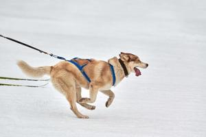 carreras deportivas de perros skijoring foto