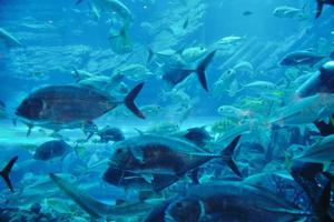 aquarium with fishes and reef photo