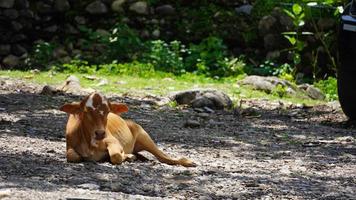 beautiful calf image rest under tree hd. photo