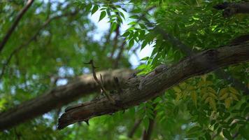 ardilla corriendo en la imagen del árbol foto