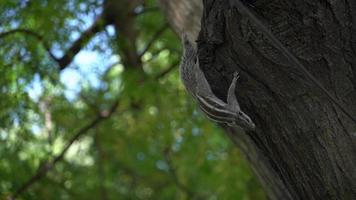 ardilla corriendo en la imagen del árbol foto