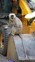 baboon sitting on a vehicle hd. photo