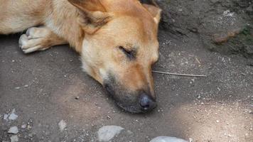closeup face of sleeping dog hd. photo