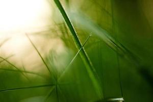 grass with dew drops photo