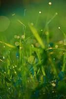 hierba con gotas de rocío foto