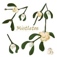 Set of Christmas mistletoe branches vector