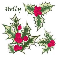 Set of Christmas holly branches vector