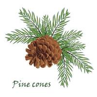 Fir tree branches with pine cone on white background vector