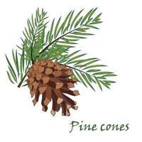 Fir tree branches with pine cone on white background vector