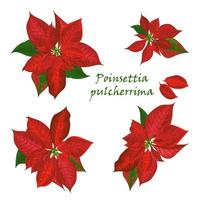 conjunto de flores de nochebuena en color rojo vector