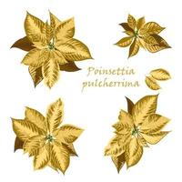 Set of Poinsettia flowers in golden color vector