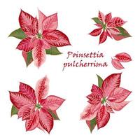 conjunto de flores de poinsettia en color rosa, rojo vector