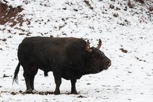 A big black bull in the snow training to fight in the arena. Bullfighting concept. Selective focus photo