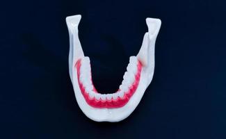 Lower human jaw with teeth and gums anatomy model photo