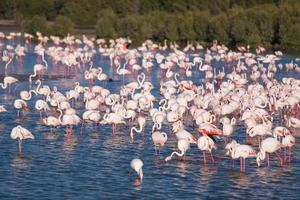 Flock of adorable pink flamingos photo