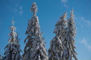 pine tree forest background covered with fresh snow photo