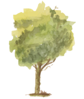 albero acquerello illustrazione png