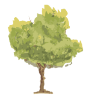 árbol acuarela ilustración png