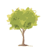 albero acquerello illustrazione png