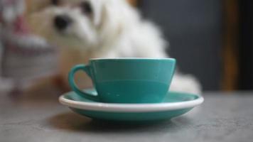 perrito bebe de una taza de té video