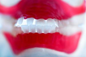 inside view of human jaw with teeth and gums anatomy model photo