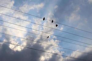 Electrical wires carrying high voltage current. photo