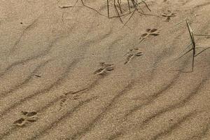 Footprints in the sand on the shores of the Mediterranean Sea. photo