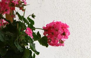 Summer flowers in a city park in Israel. photo