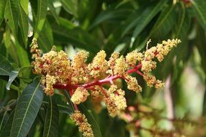 Summer flowers in a city park in Israel. photo