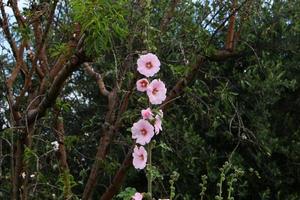 Summer flowers in a city park in Israel. photo