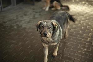 Homeless dog on the street. A dog with a mark on his ear. An animal abandoned by people. photo