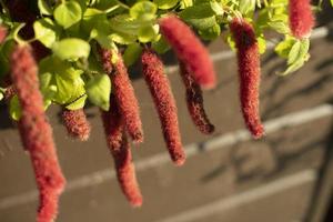 planta roja hierbas suaves flores de la maceta. foto