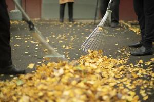 Collecting leaves with a rake. Cleaning yellow foliage outside. Restoring order in the yard. photo