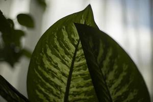 House plant. Green leaf of plant. Interior details. photo