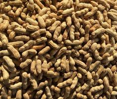 pile of cooked steamed peanuts as seen from above photo