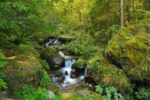 Creek in forest photo