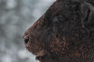 Close-up image of the Big Black Bull in the snow training to fight in the arena. The concept of bullfighting. Selective focus photo