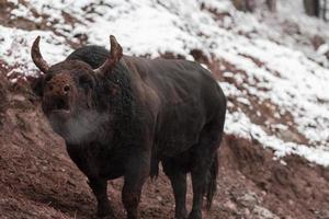 A big black bull stabs its horns into the snowy ground and trains to fight in the arena. The concept of bullfighting. Selective focus photo