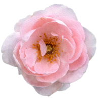 waterverf bloemen roze rozen png